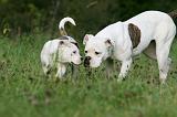 BOULEDOGUE AMERICAIN 350